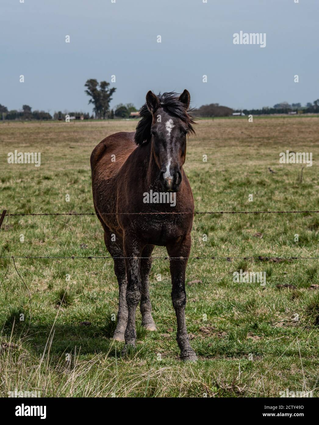 Cheval noir 1 Banque D'Images