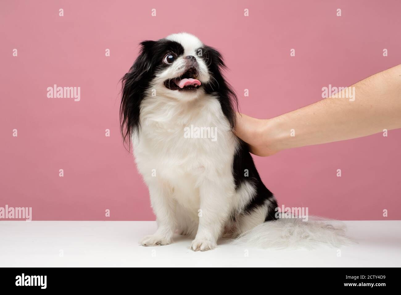 Main féminine patchant la tête de chien souriante d'un joli menton japonais Banque D'Images