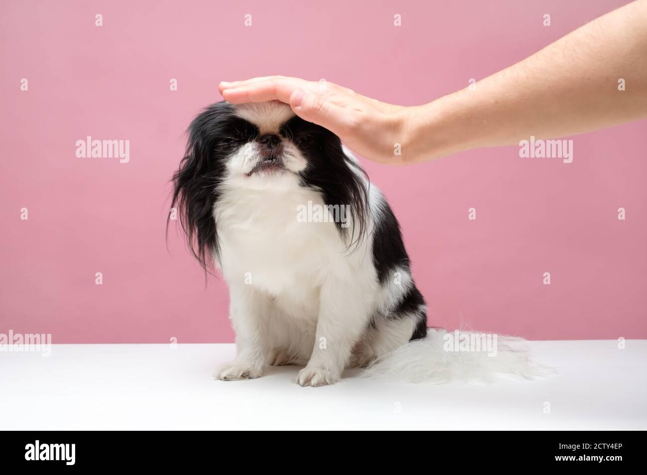 Main féminine patchant la tête de chien souriante d'un joli menton japonais Banque D'Images