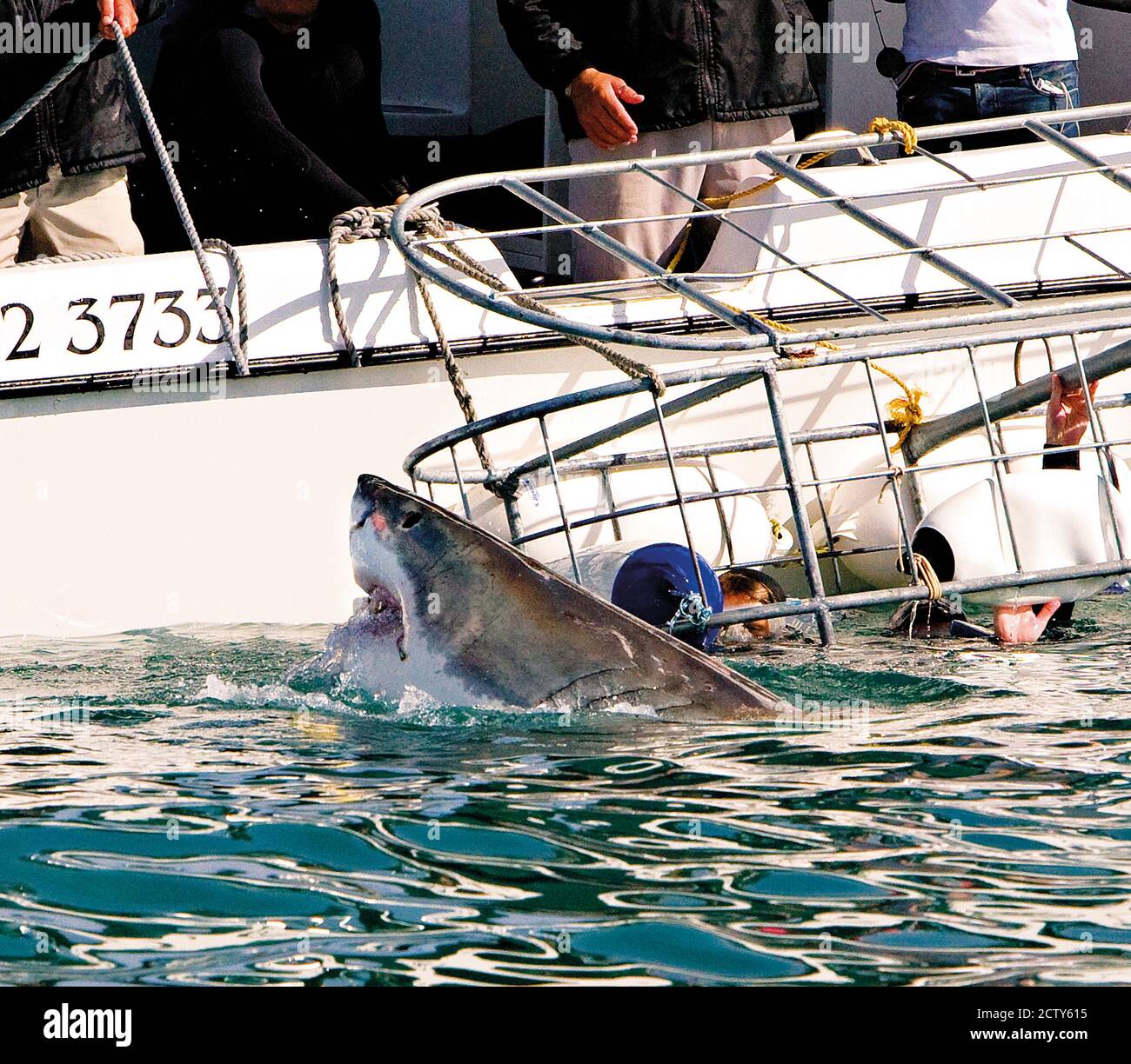 Grande plongée en cage de requin blanc Banque de photographies et d — free download