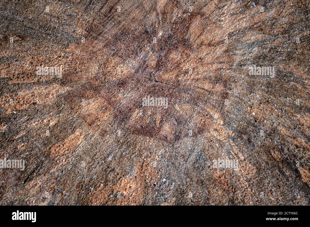 Vieux arbre pourri, coupé et peint, bois de bouleau gâté, dans lequel vous pouvez voir les anneaux annuels, pour le fond Banque D'Images