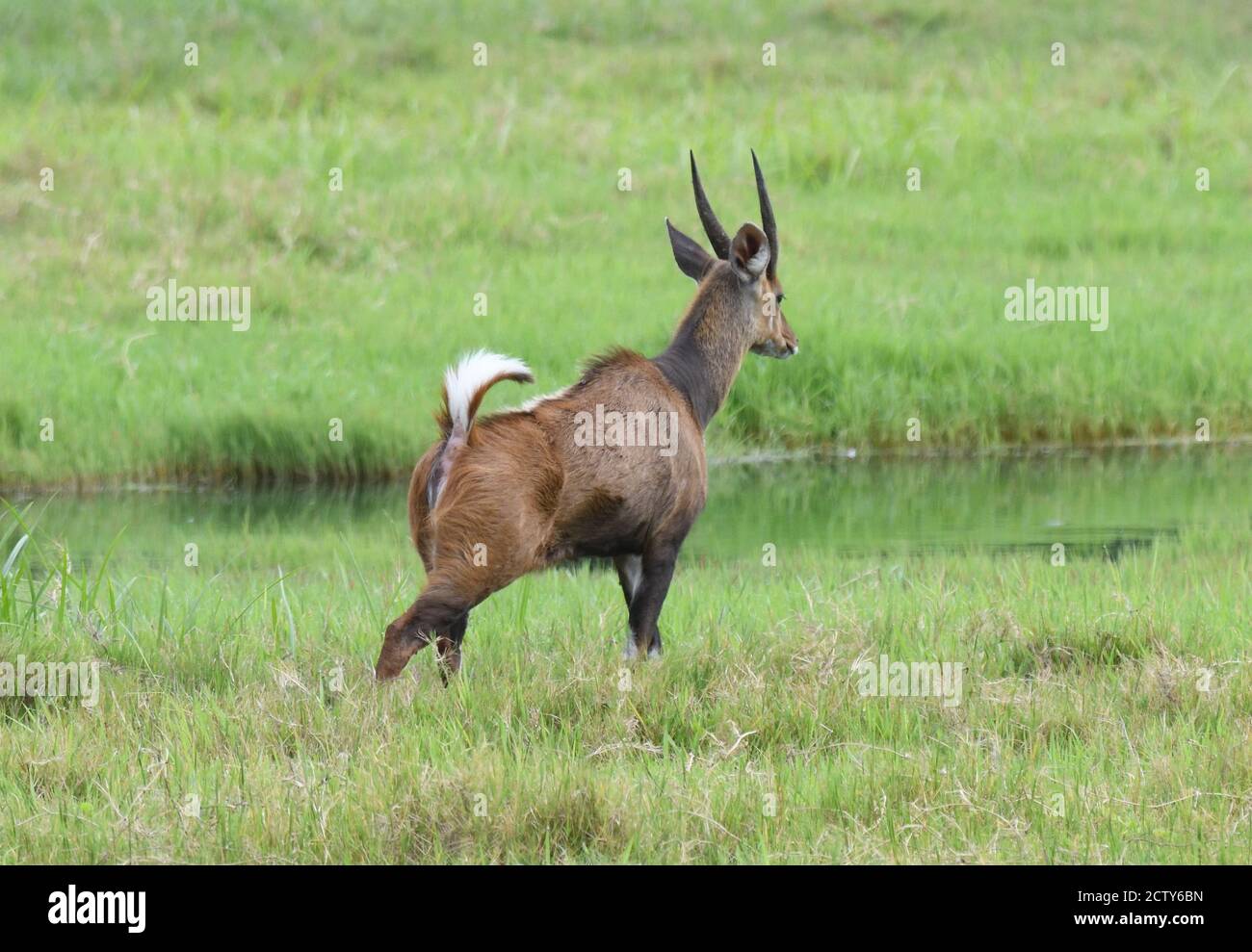 Un buck mâle (Tragelaphus sylvaticus) fait clignoter sa bosse blanche en avertissement. Parc national d'Arusha. Arusha, Tanzanie. Banque D'Images