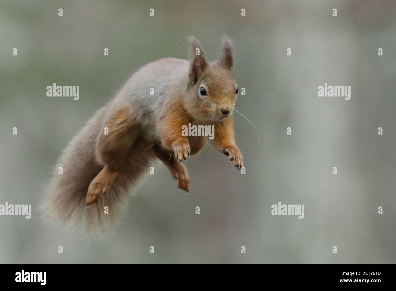 L'écureuil roux (Sciurus vulgaris) Banque D'Images