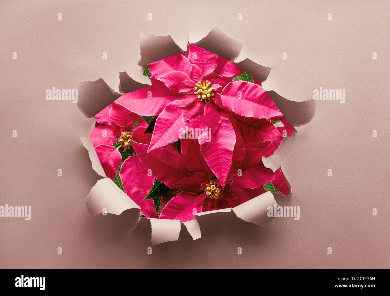 Plante de poinsettia rose vif visible à travers le trou déchiré dans le papier recyclé artisanal. Fond de Noël, décor de Noël naturel. Banque D'Images