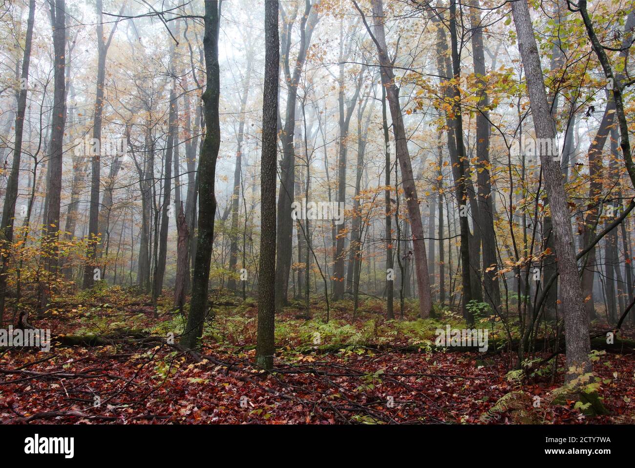 Magnifique nature de glace du Wisconsin. Paysage d'automne pittoresque dans la forêt de foggy. Sentier de randonnée East Bluff au parc national de Devils Lake, Baraboo WI USA Banque D'Images