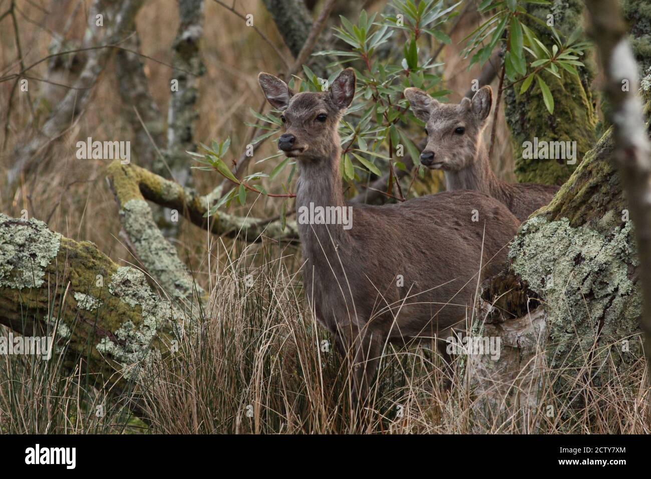 Cerf de sika (Cervus nippon) Banque D'Images