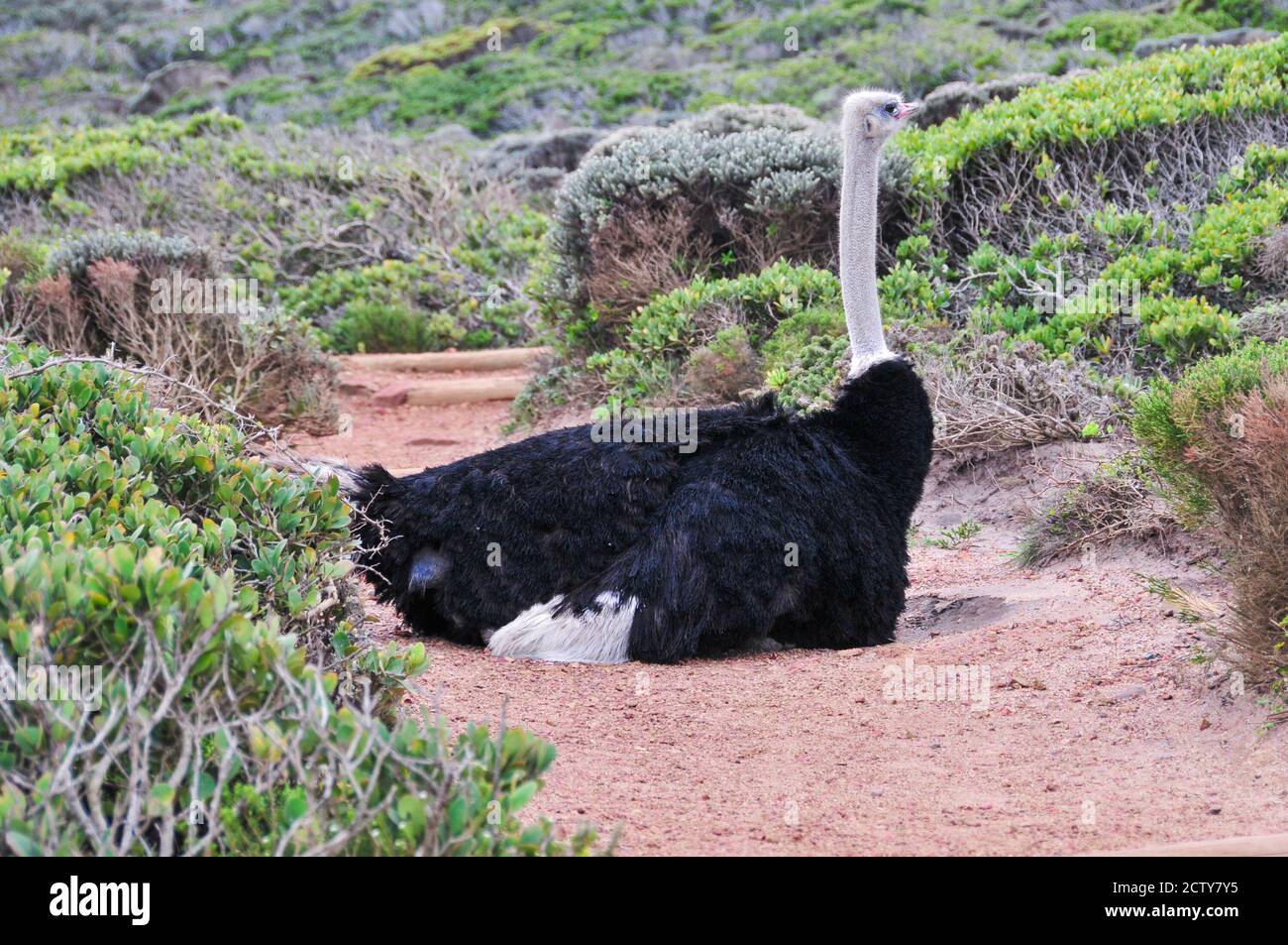 Un autruche sud-africain dans la nature assis sur un chemin de terre. Autruche à col noir. Cap autruche. Autruche du sud. Botswana, Afrique du Sud. 2011 Banque D'Images