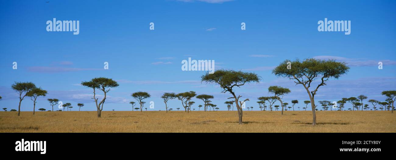 Acacia sur un paysage, Réserve nationale de Maasai Mara, Kenya Banque D'Images