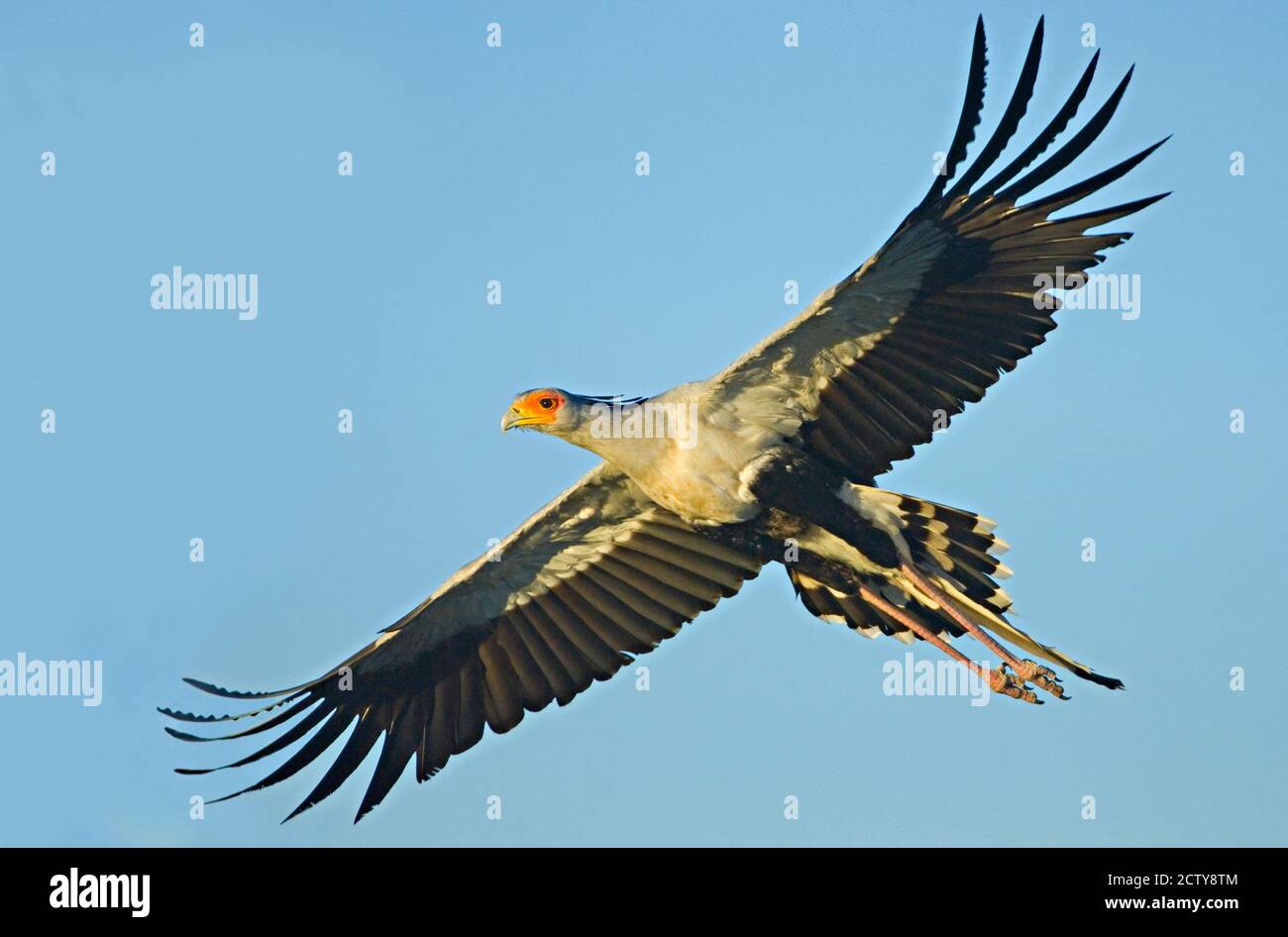 Vue à angle bas d'un vol d'oiseau de secrétaire, zone de conservation de Ngorongoro, région d'Arusha, Tanzanie (Sagittaire serpentiarius) Banque D'Images