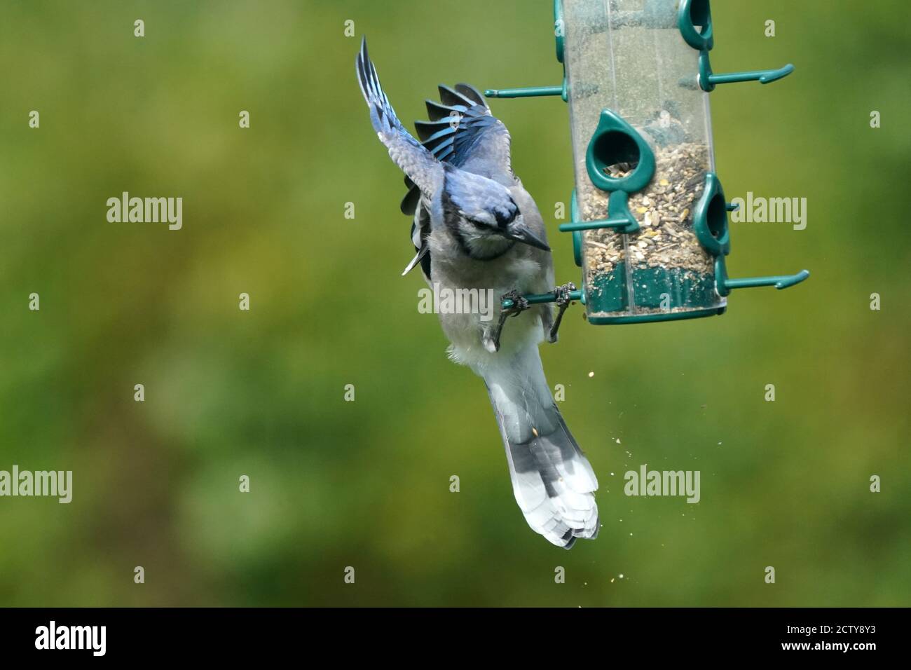 Les Blue Jays se battent au-dessus de la nourriture à l'alimentation Banque D'Images