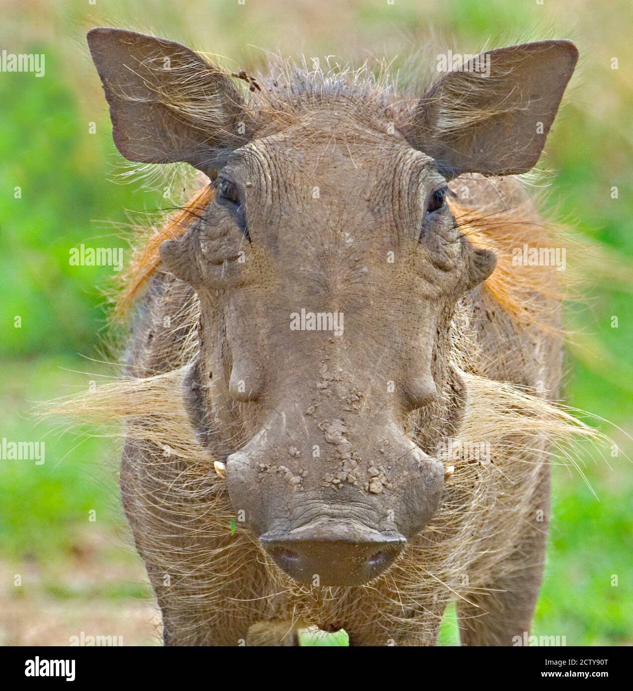 Gros plan d'un warthog, lac Manyara, région d'Arusha, Tanzanie (Phacochoerus aethiopicus) Banque D'Images