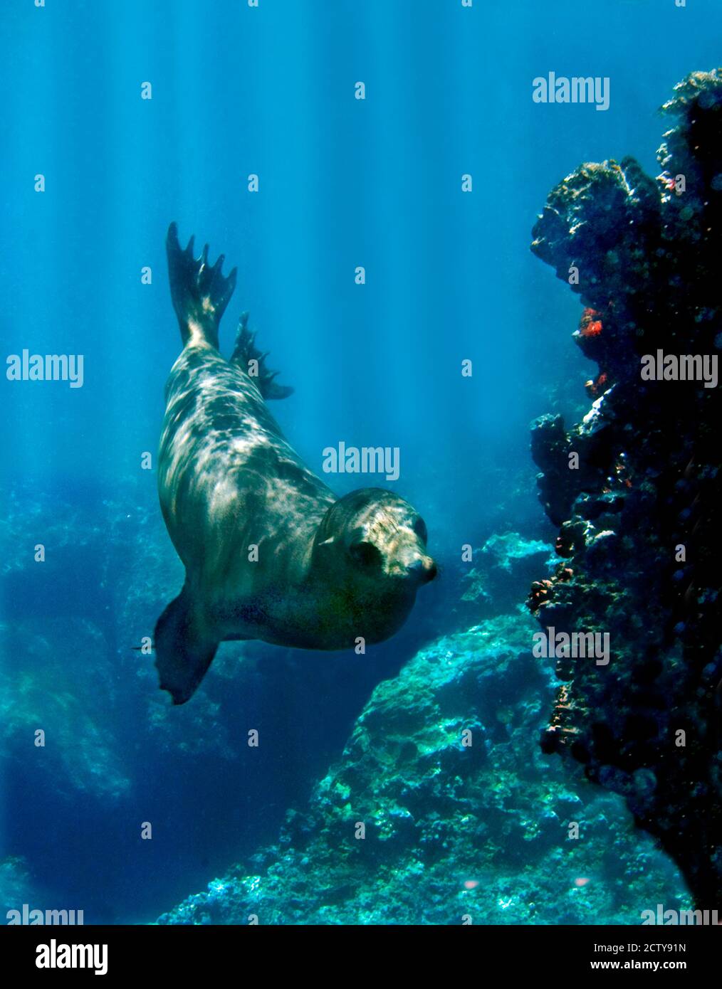 Le lion de mer de Galapagos (Zalophus wollebaeki) nageant sous l'eau, îles Galapagos, Équateur Banque D'Images