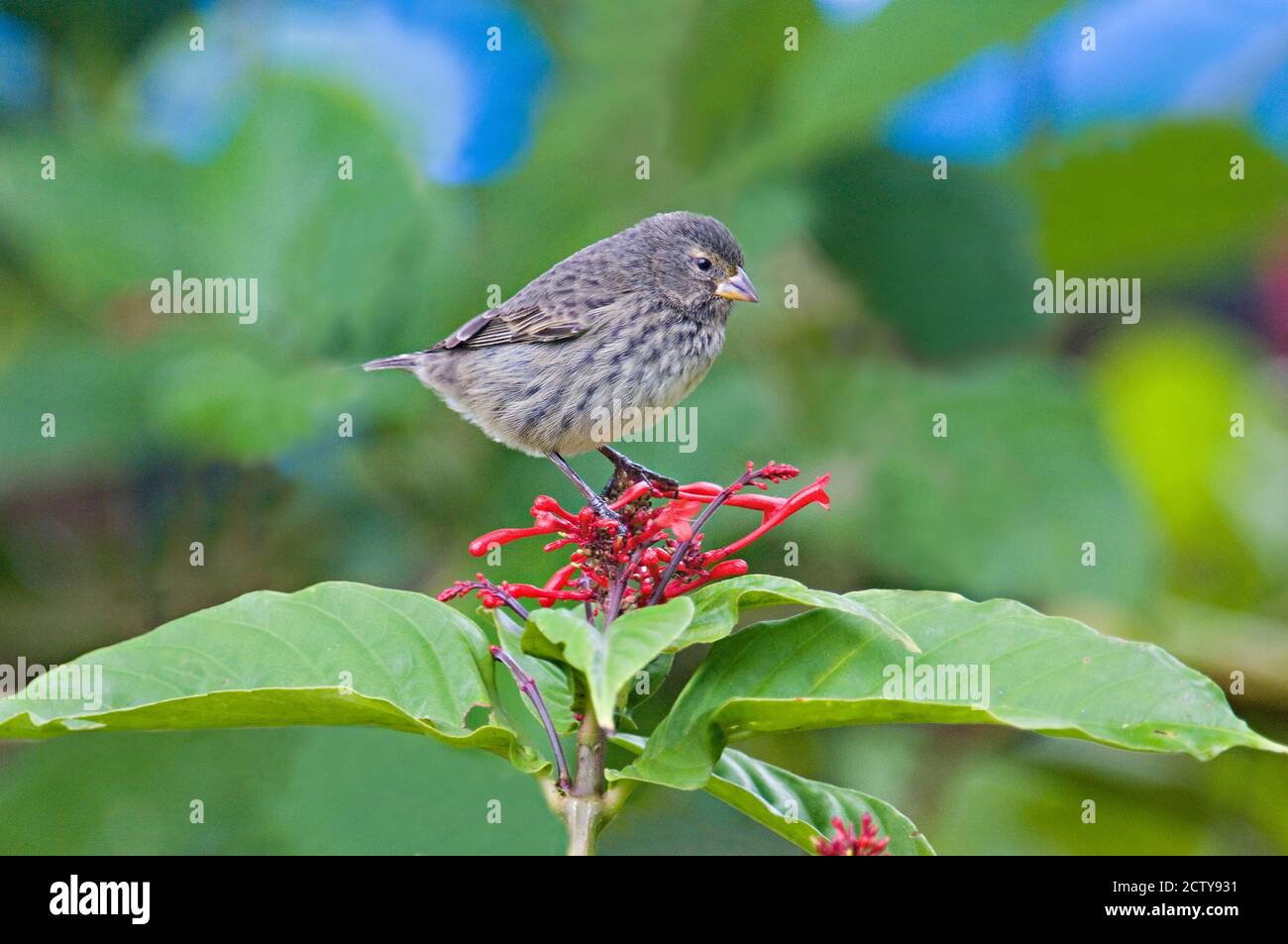 Gros plan d'un petit finch terrestre (Geospiza fuliginosa) perçant sur une plante, îles Galapagos, Équateur Banque D'Images