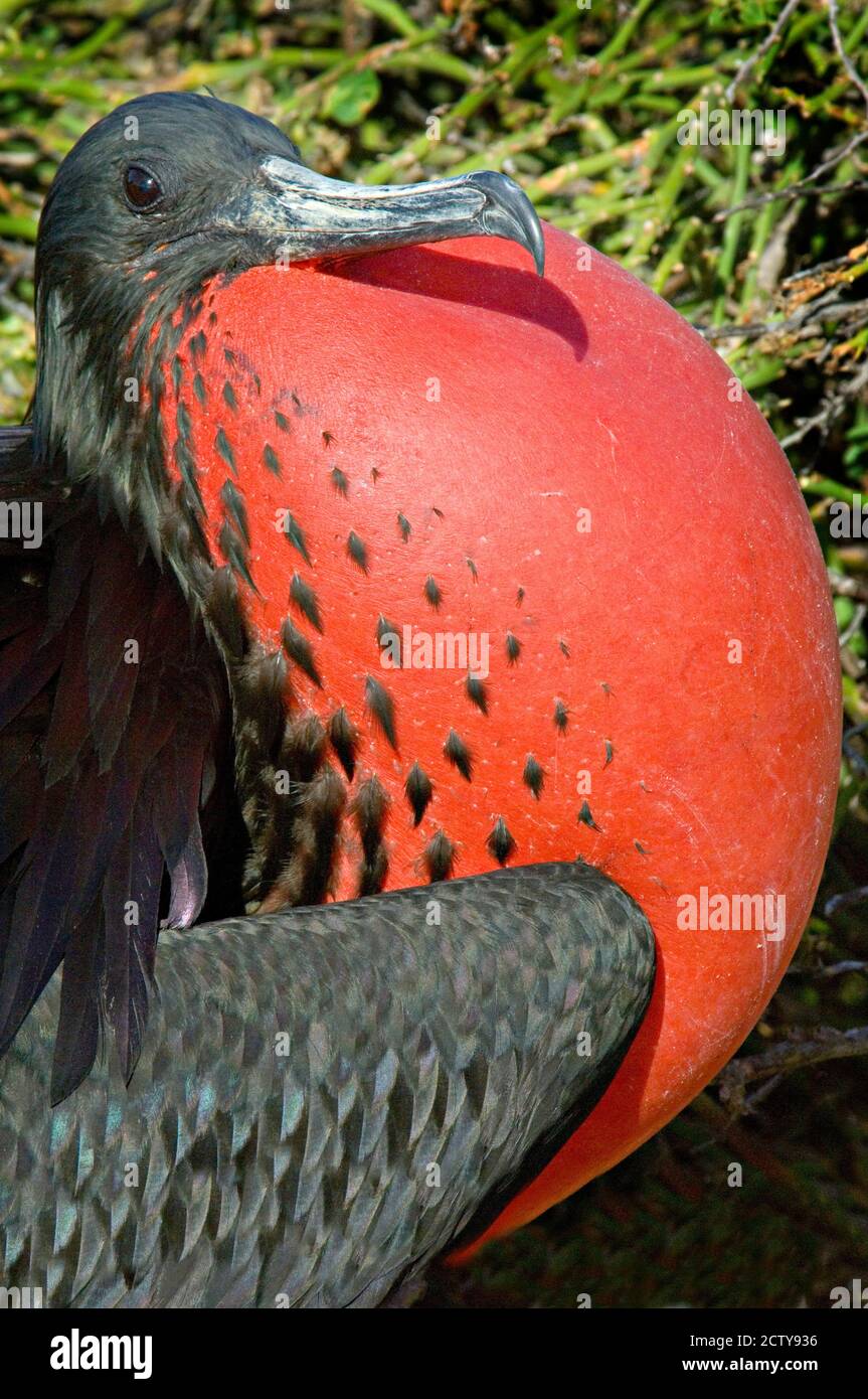 Gros plan d'un magnifique Frigatebird (Fregata magnifiens), Îles Galapagos, Equateur Banque D'Images