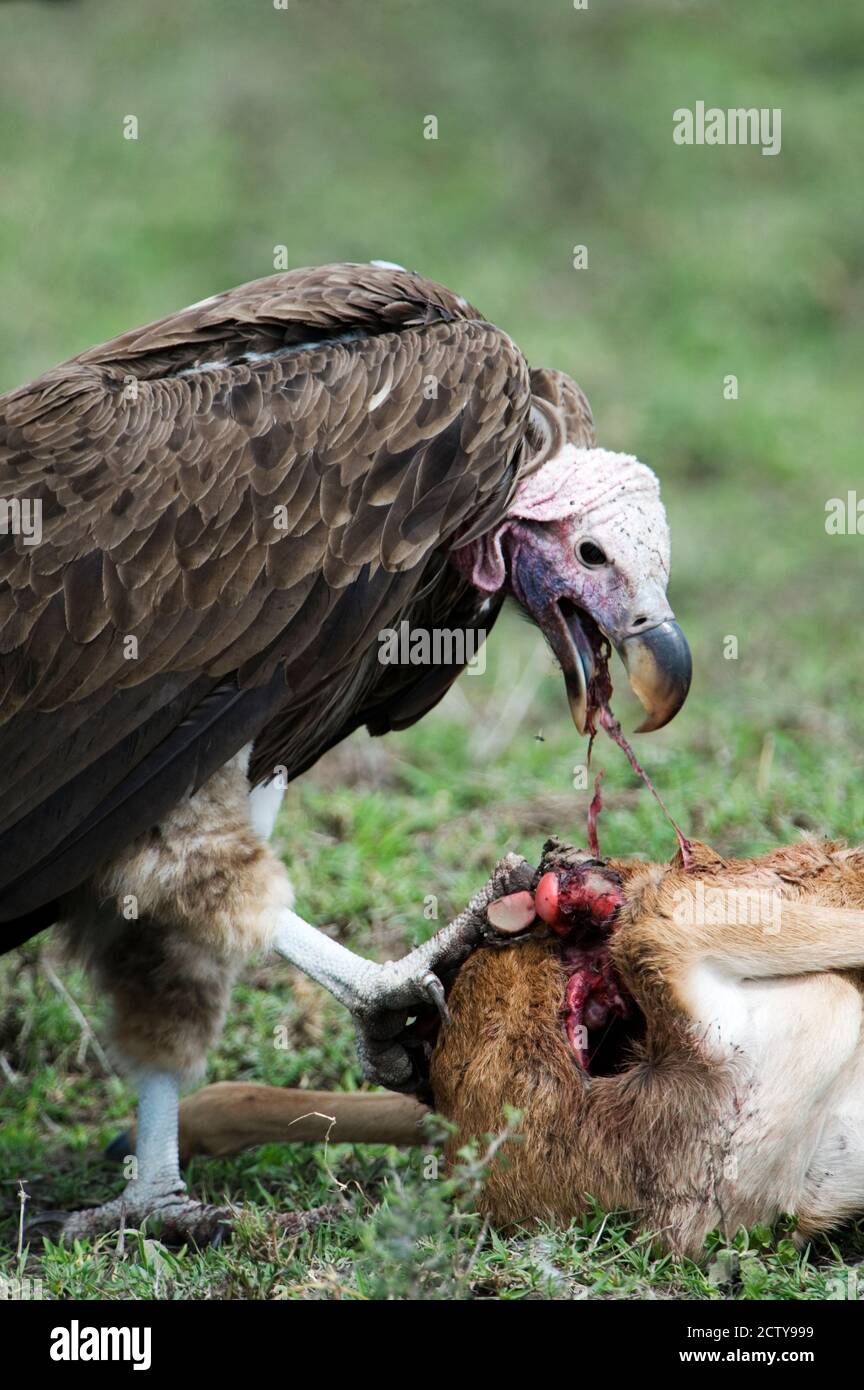 Vautour de Lappet (Torgos tracheliotus) manger un veau plus sauvage, réserve nationale de Masai Mara, Kenya Banque D'Images