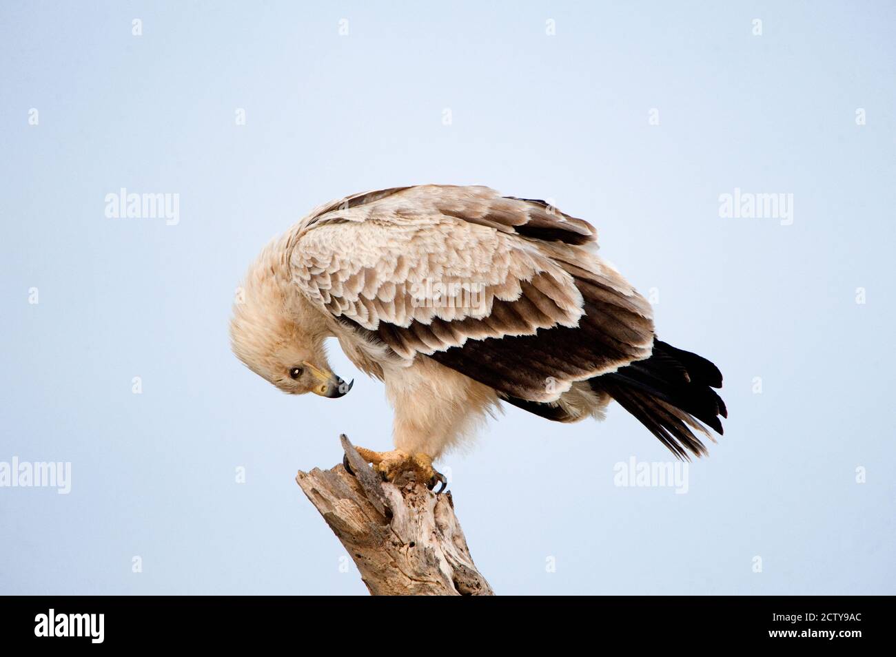 Gros plan d'un aigle tawny (Aquila rapax), parc national de Samburu, province de Rift Valley, Kenya Banque D'Images