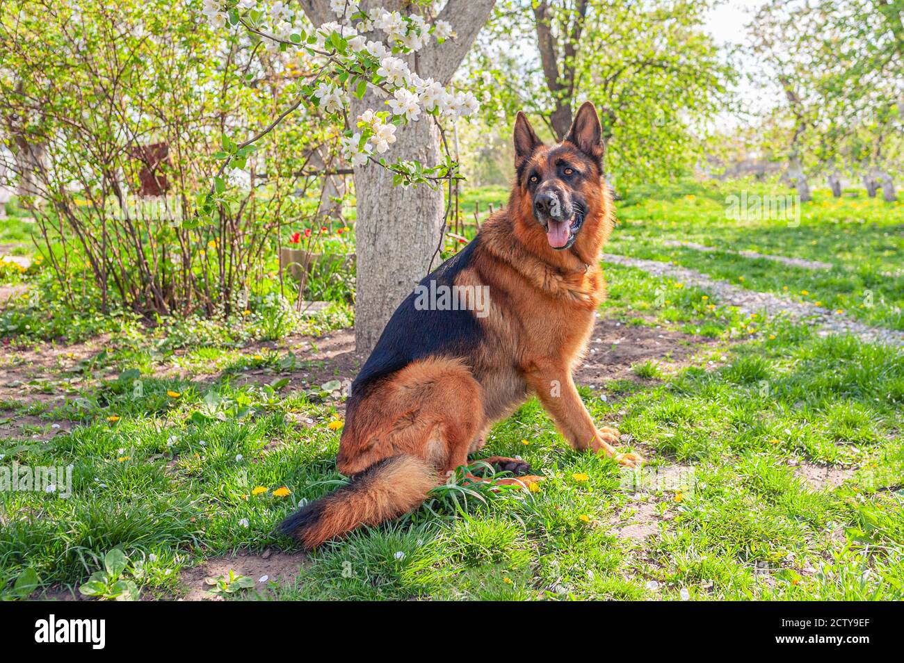 Chien de berger allemand masculin avec un manteau noir et brun-selle assis dans le jardin en été Banque D'Images