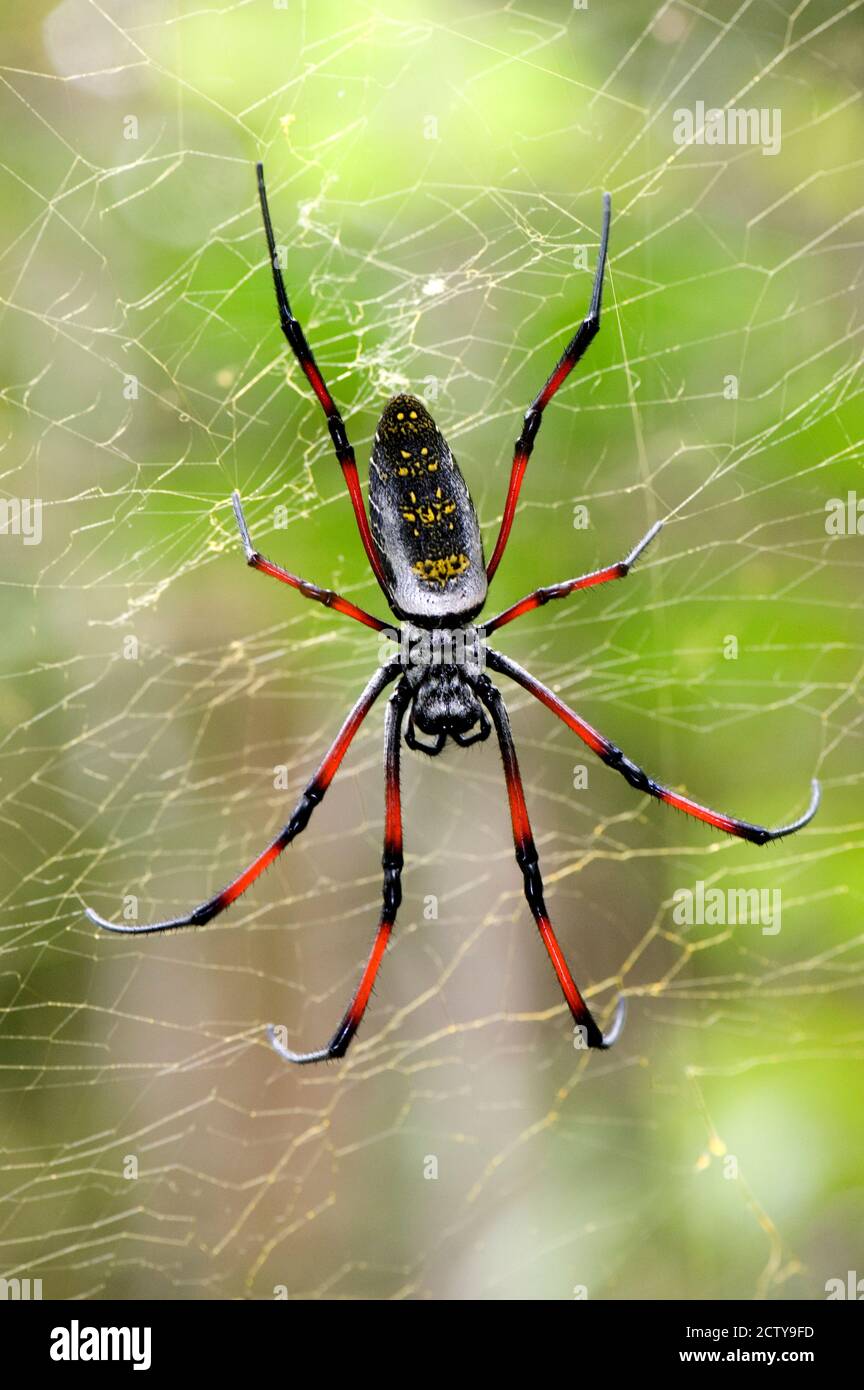 Madagascar spider web Banque de photographies et d'images à haute  résolution - Page 2 - Alamy