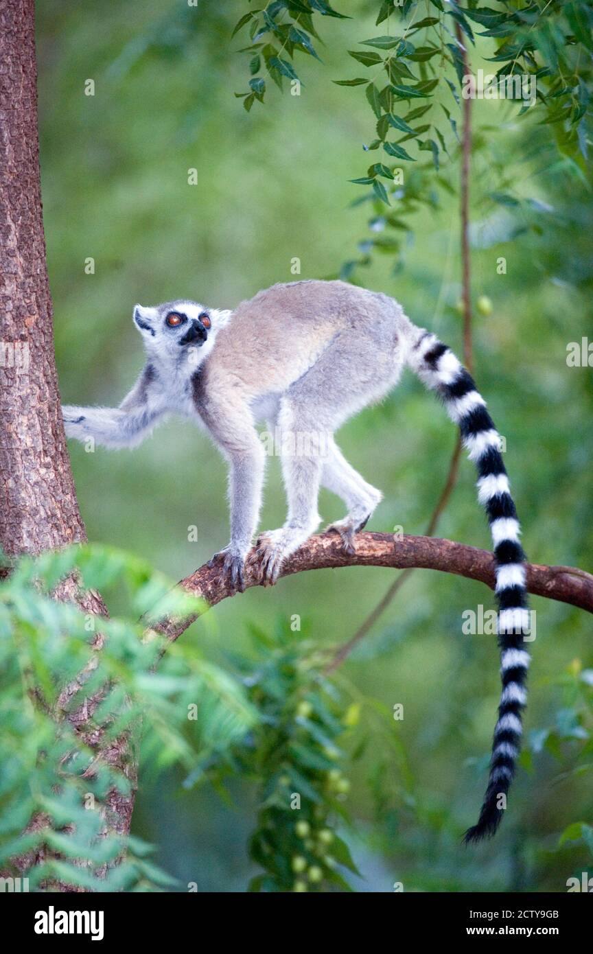 Lémure à queue annulaire (Lemur catta) escalade d'un arbre, Berenty, Madagascar Banque D'Images