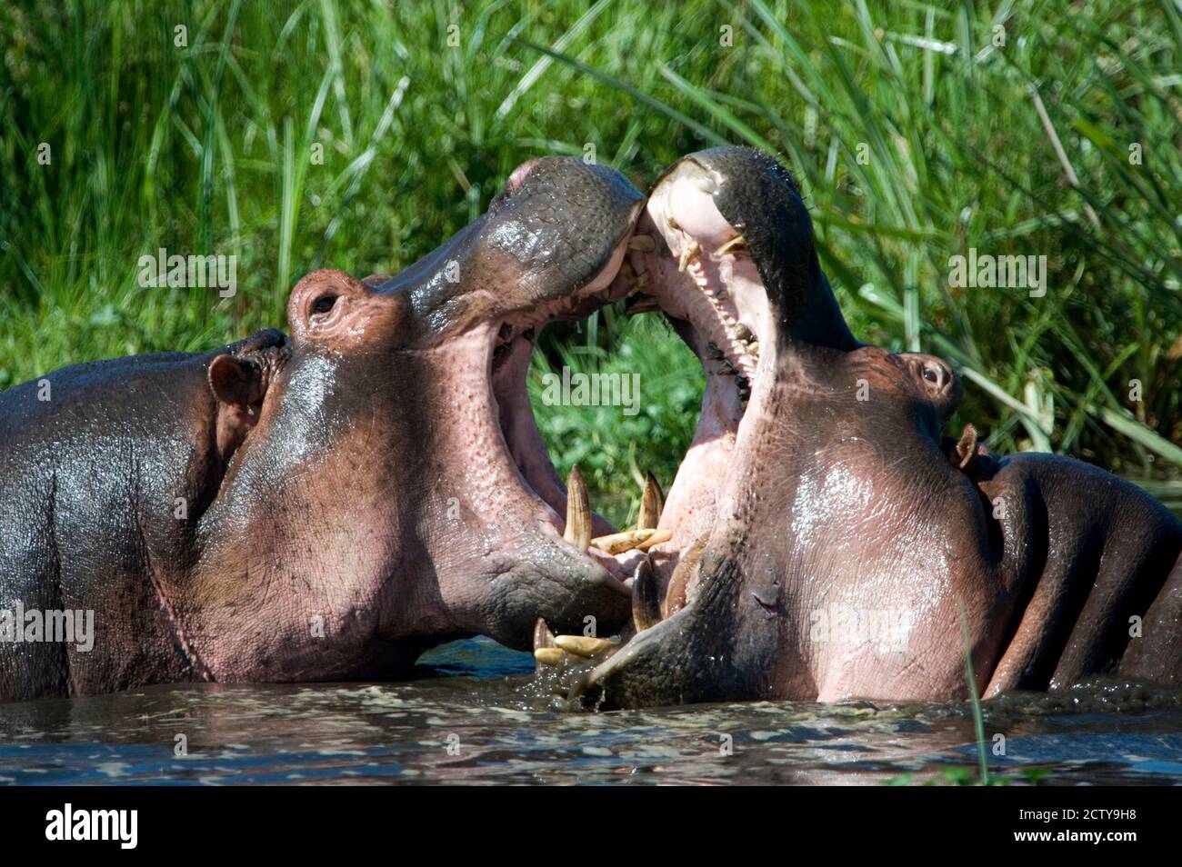 Deux hippopotames (Hippopotamus amphibius) se battant dans l'eau, Ngorongoro Crater, Ngorongoro, Tanzanie Banque D'Images