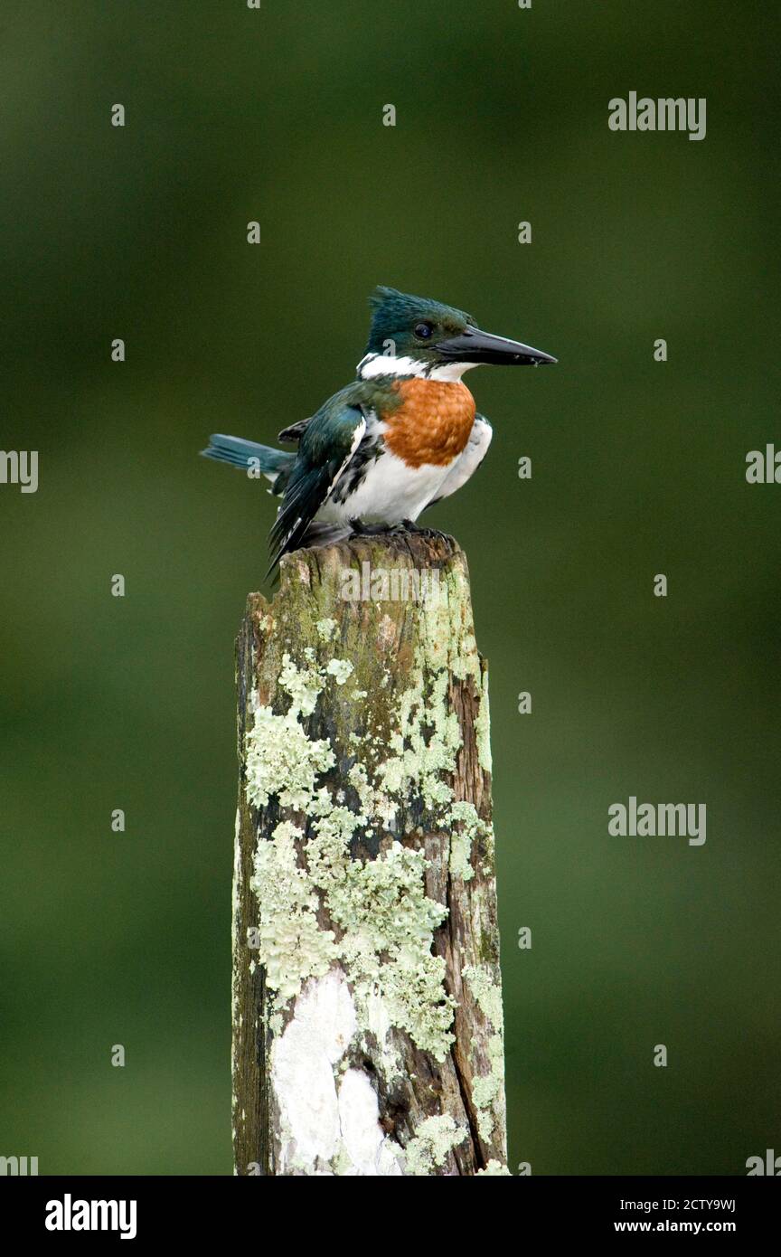 Gros plan d'Amazon kingfisher (Chloroceryle amazona) perçant sur un poteau en bois, Cano Negro, Costa Rica Banque D'Images