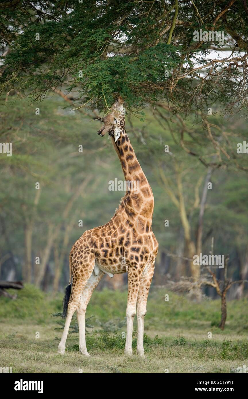 Girafe Rothschild (Giraffa camelopardalis rothschild) se nourrissant des feuilles d'arbres, parc national du lac Nakuru, Kenya Banque D'Images