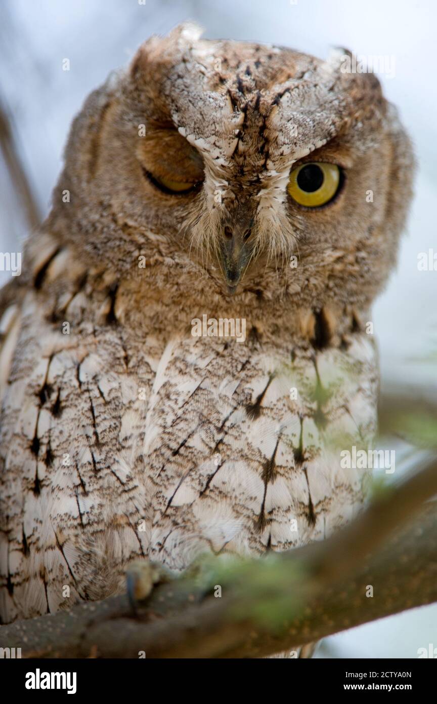 La chouette africaine des Scops (Otus senegalensis) s'enfile dans une branche du parc national de Tarangire, Tanzanie Banque D'Images