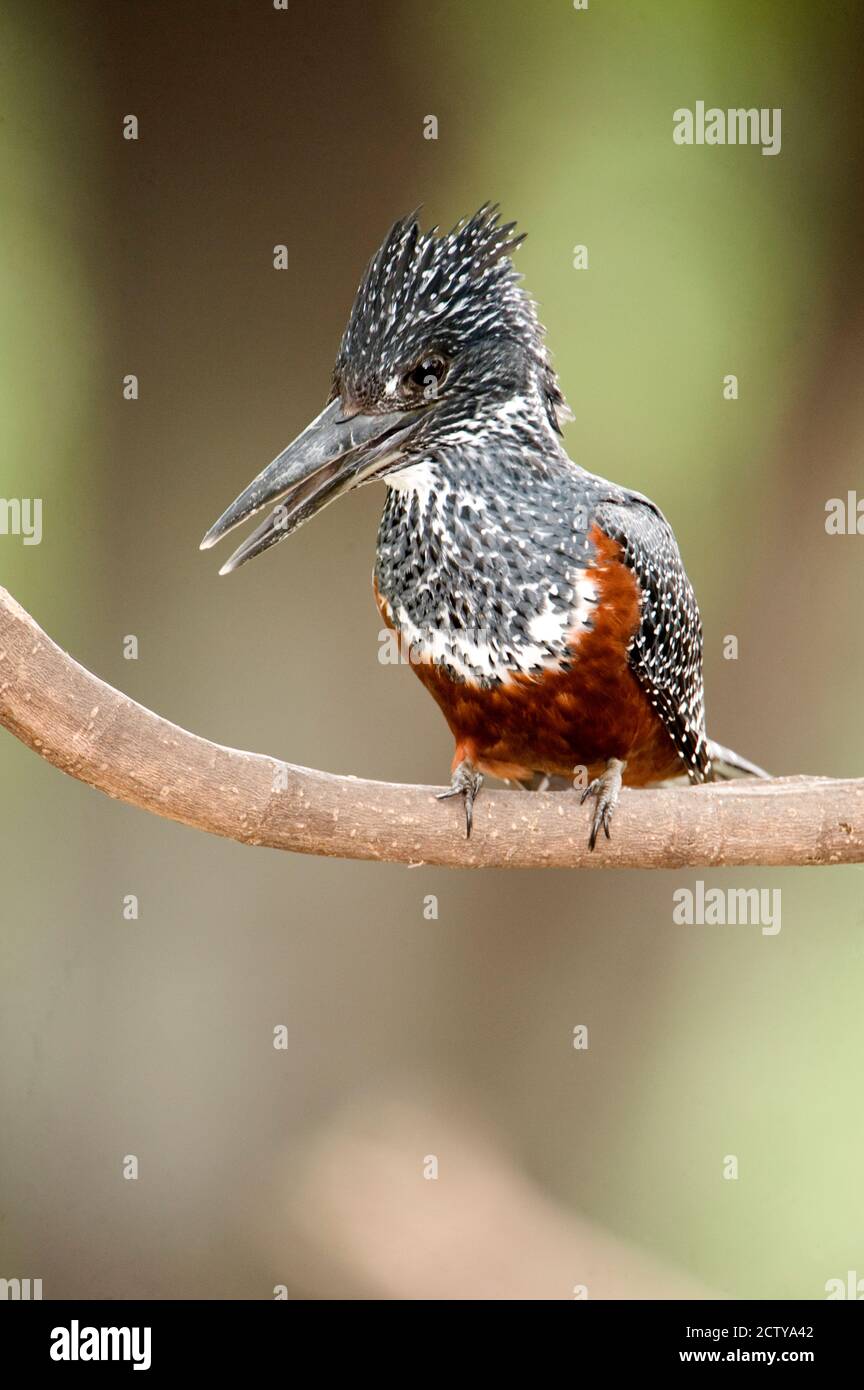 Un pêcheur géant (Megaceryle maxima) perçant sur une branche du lac Manyara, Tanzanie Banque D'Images