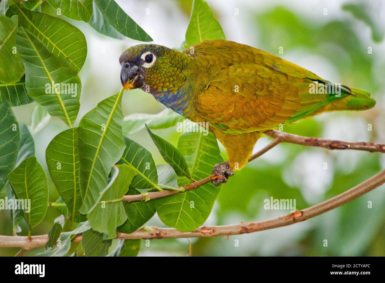 Gros plan d'un perroquet à tête squameuse (Pionus maximiliani), rivière Three Brothers, Réunion du parc national des eaux, zones humides du Pantanal, Brésil Banque D'Images