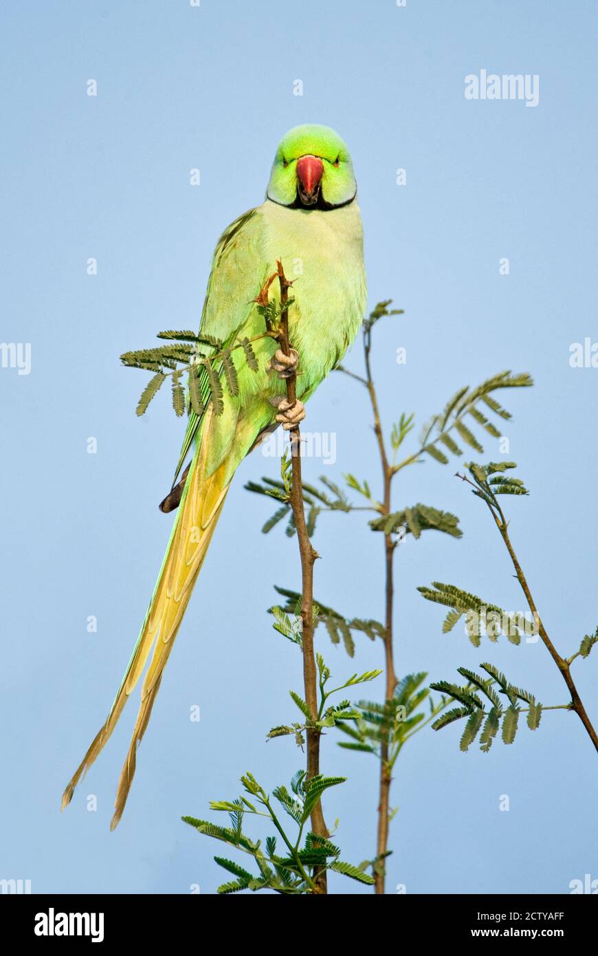 Vue à angle bas d'une perchée de perches (Psittacula krameri) dans une branche, parc national de Keoladeo, Rajasthan, Inde Banque D'Images