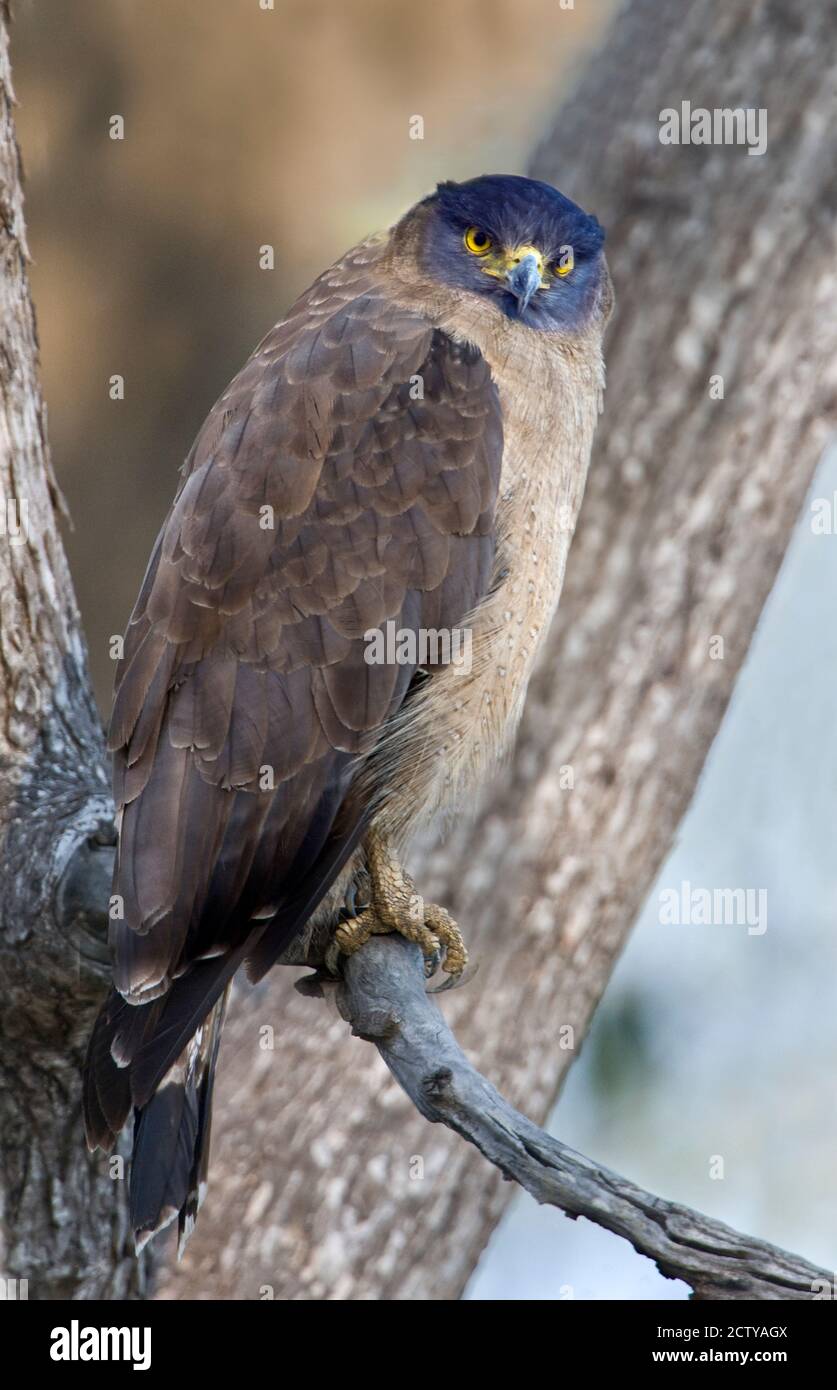Aigle à tête de serpent (Spilornis cheela) perçant sur un arbre, parc national de Kanha, Madhya Pradesh, Inde Banque D'Images