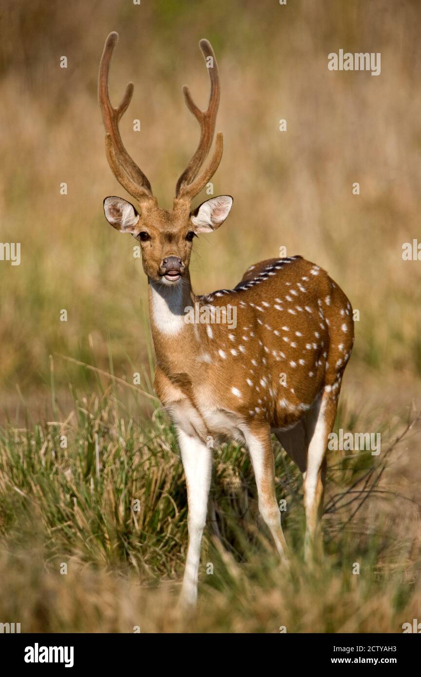 Cerf maculé (axe) dans une forêt, parc national Bandhavgarh, district d'Umaria, Madhya Pradesh, Inde Banque D'Images