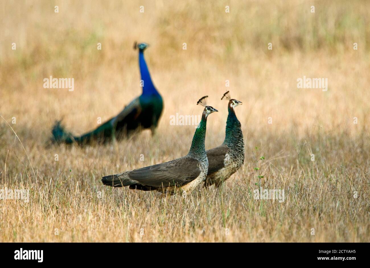 Paons avec des peahens dans un champ, parc national de Bandhavgarh, district d'Umaria, Madhya Pradesh, Inde Banque D'Images