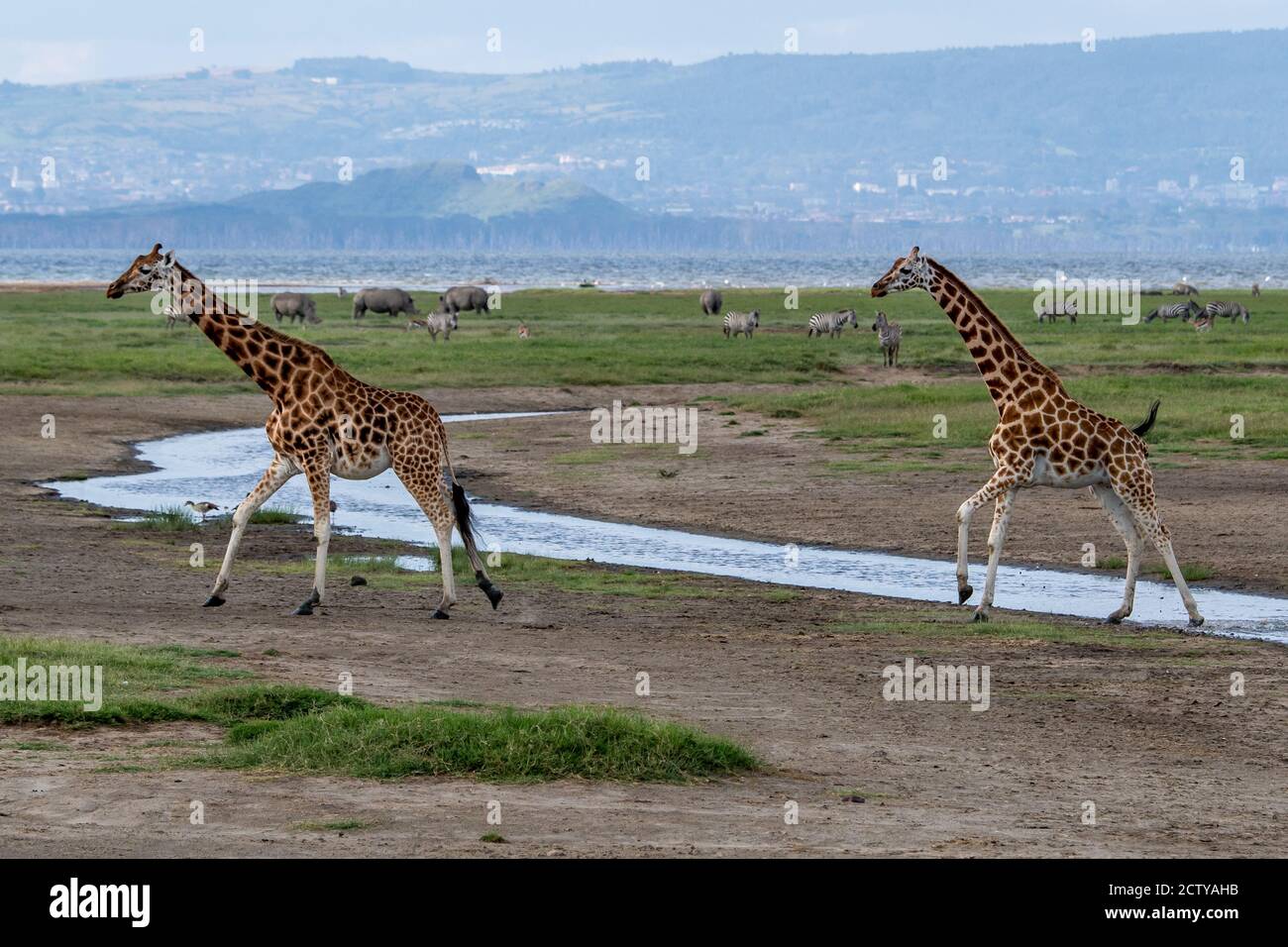 Girafe(s) réticulée(s) en voie de disparition (Giraffa camelopardalis) au Kenya, en Afrique Banque D'Images