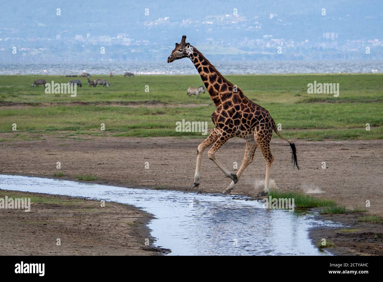 Girafe(s) réticulée(s) en voie de disparition (Giraffa camelopardalis) au Kenya, en Afrique Banque D'Images