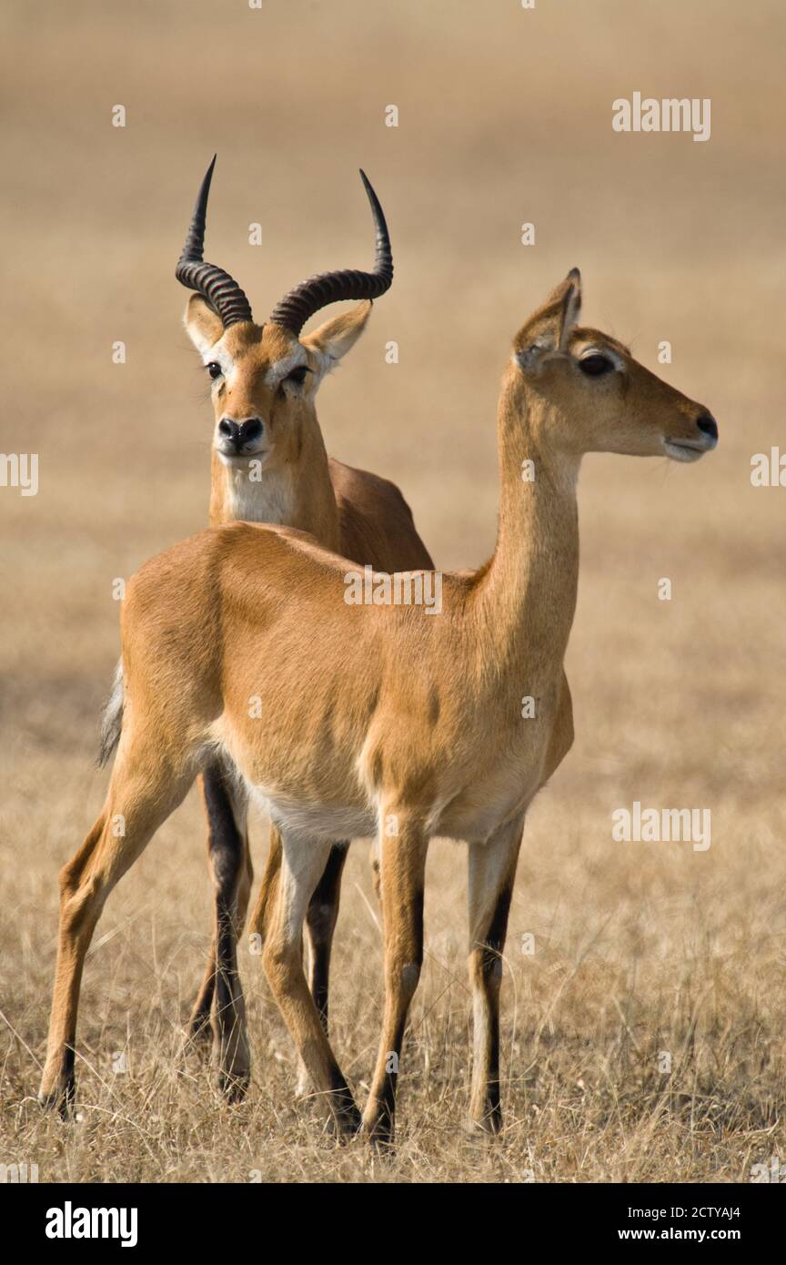 Paire de kobs ougandais (Kobus kob thomasi), séquence de comportement d'accouplement, Parc national de la Reine Elizabeth, Ouganda Banque D'Images