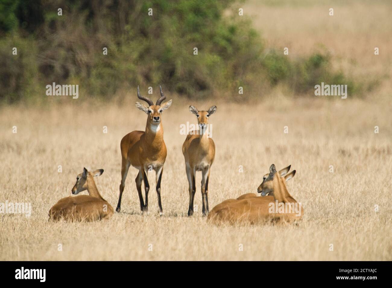 Séquence de comportement d'accouplement des kobs ougandais (Kobus kob thomasi), Parc national de la Reine Elizabeth, Ouganda Banque D'Images