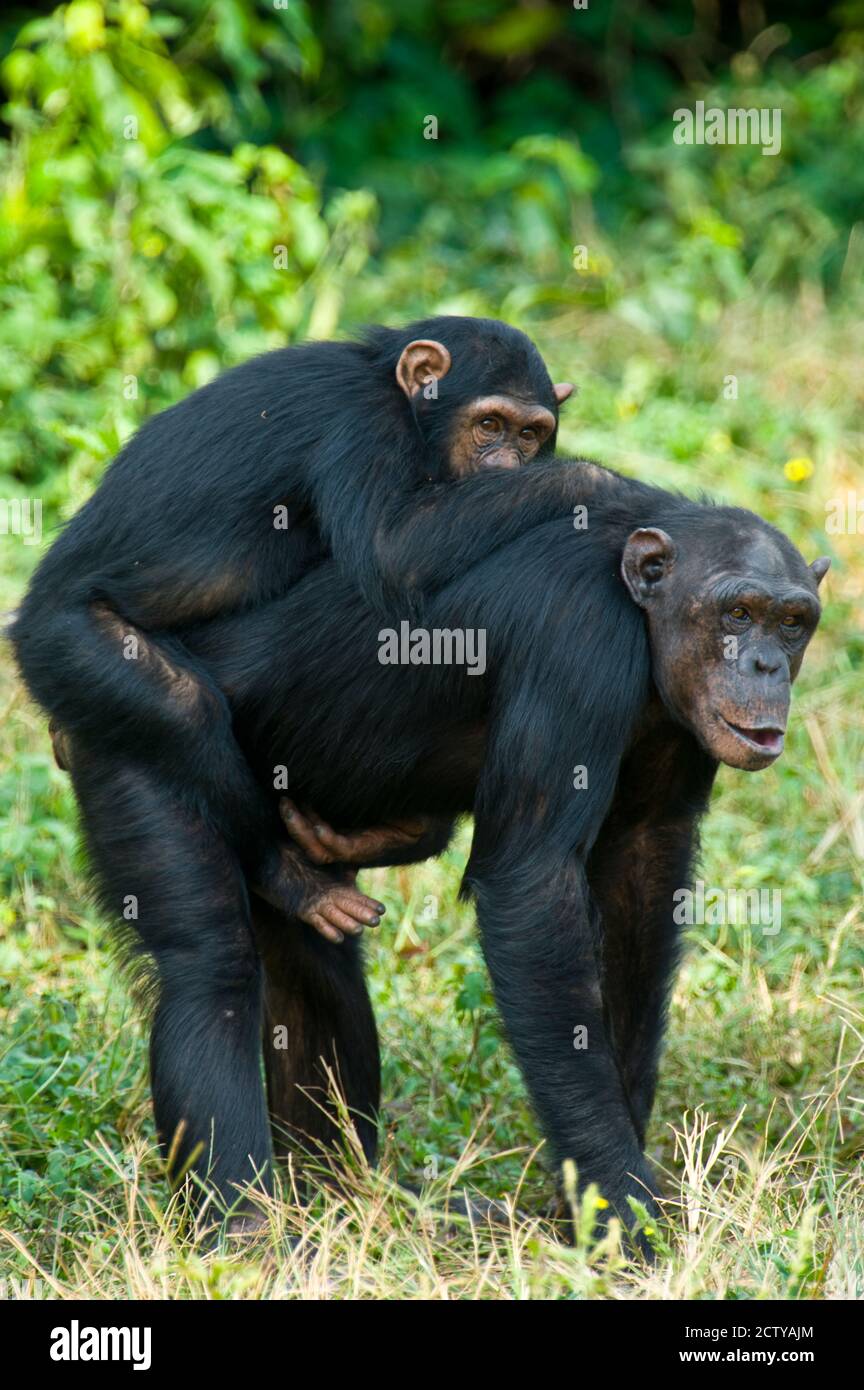 Chimpanzé femelle (Pan troglodytes) transportant son jeune homme à l'arrière, Parc national de Kibale, Ouganda Banque D'Images