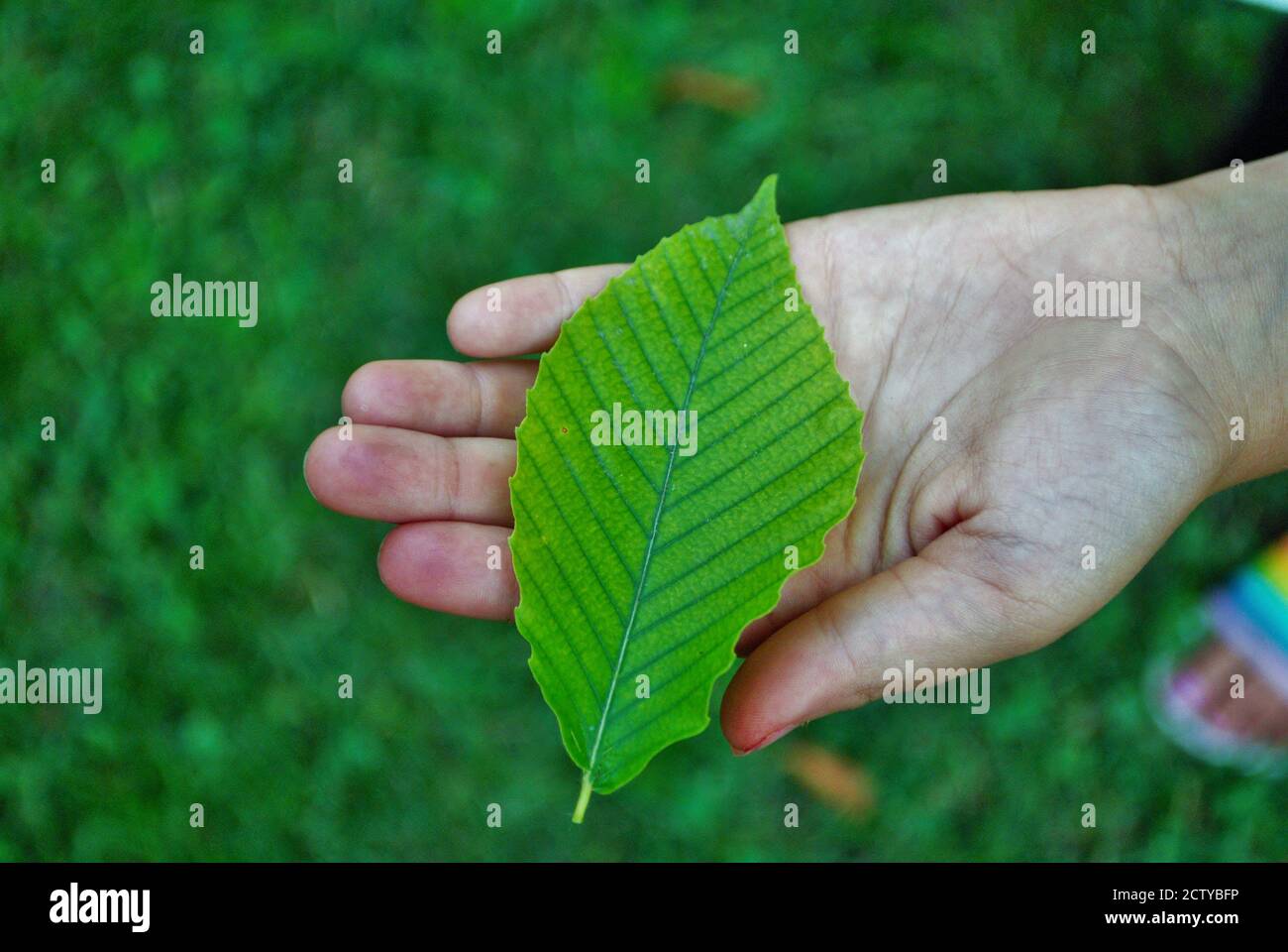 Gros plan d'une feuille colorée dans une main d'enfant Banque D'Images