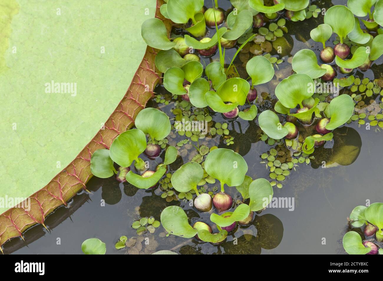 Nénuphars géants et jacinthe d'eau dans un étang, Brésil Banque D'Images