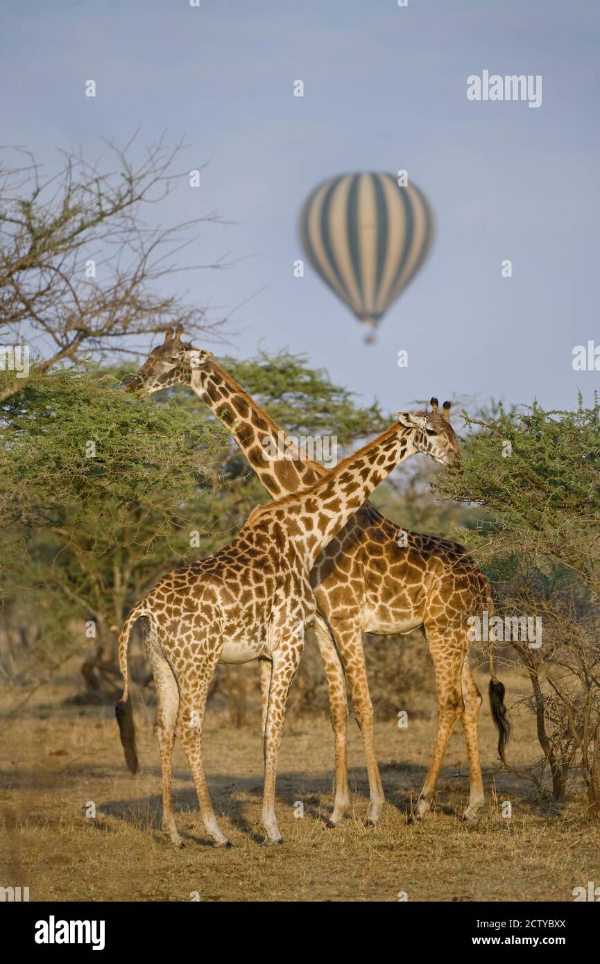 Deux girafes Masai (Giraffa camelopardalis tippelskirchi) et un ballon à air chaud, Tanzanie Banque D'Images