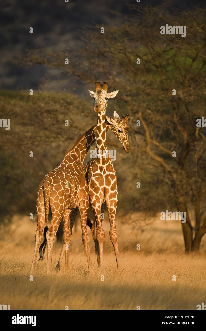 Deux girafes réticulés (Giraffa camelopardalis reticulata), Kenya Banque D'Images