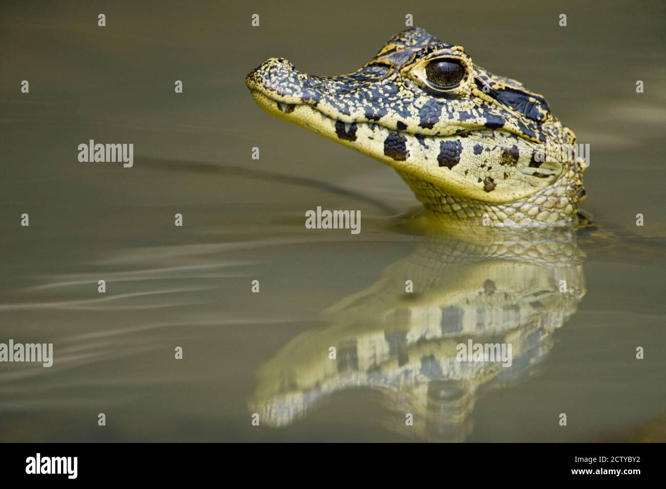 Gros plan d'un caïman dans le lac, Pantanal Wetlands, Brésil Banque D'Images