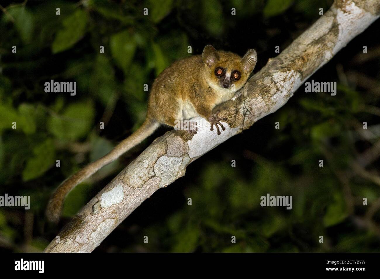 Gros plan d'un lémurien pygmée (Microcebus myoxinus), Madagascar Banque D'Images