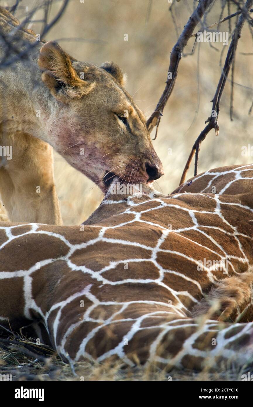 Lioness (Panthera leo) chasse une girafe (Giraffa camelopardalis), Kenya Banque D'Images