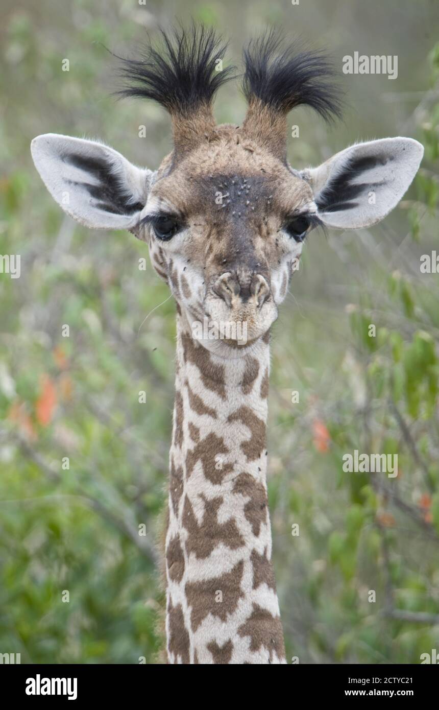 Gros plan d'une girafe bébé (giraffa camelopardalis), Tanzanie Banque D'Images