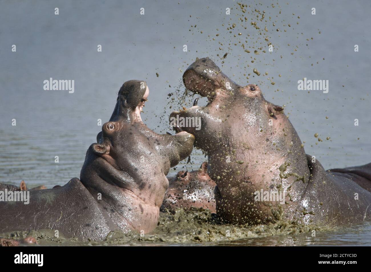 Hippopotame (Hippopotamus amphibius) lutte dans un lac, Tanzanie Banque D'Images