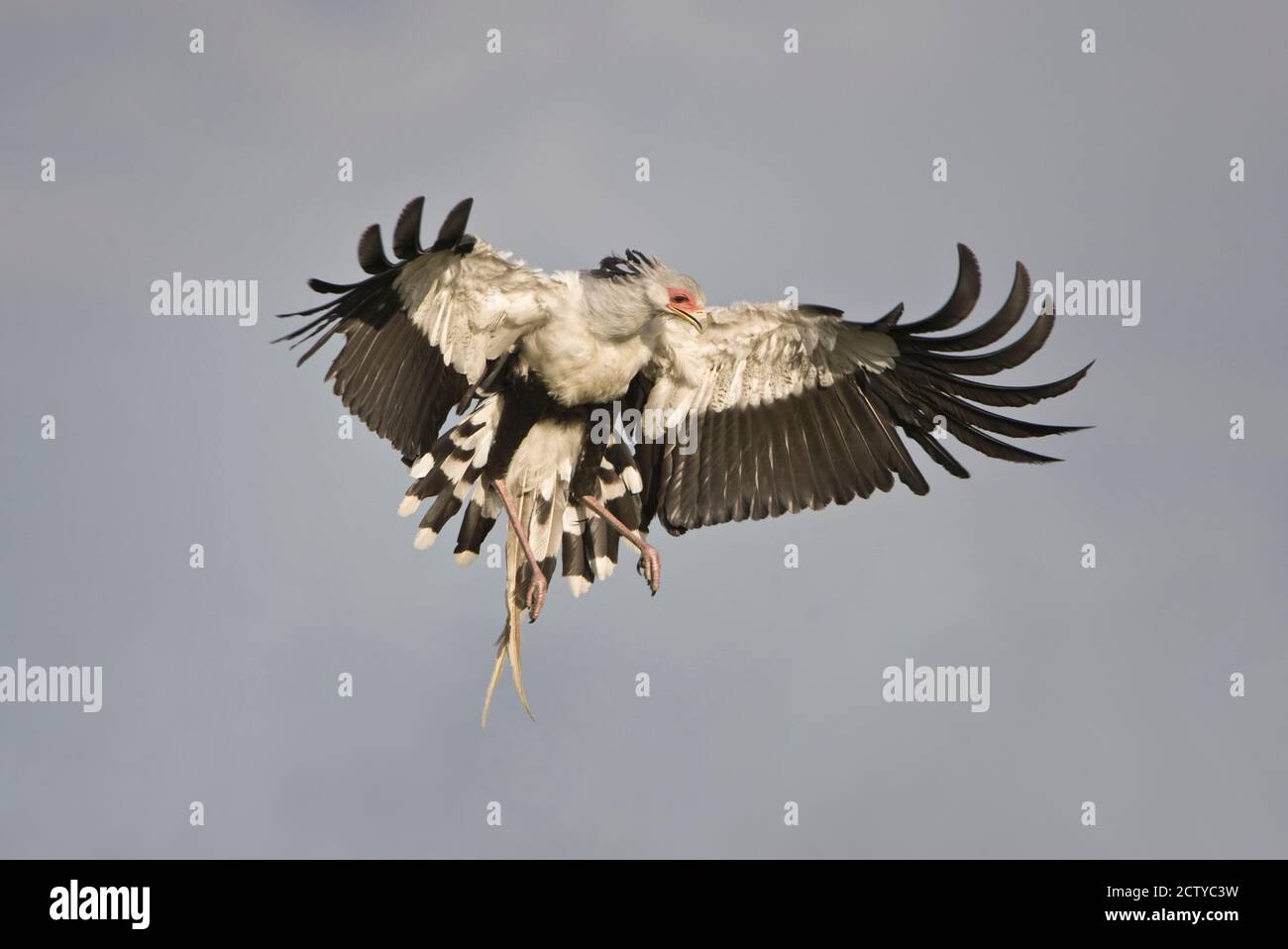 Secrétaire oiseau (Sagittaire serpent) en vol, Tanzanie Banque D'Images