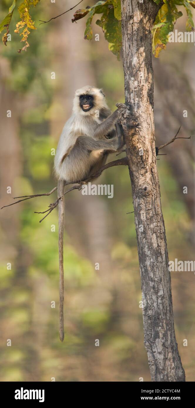 Hanuman langur (Semnopithecus entellus) sur un arbre, Inde Banque D'Images