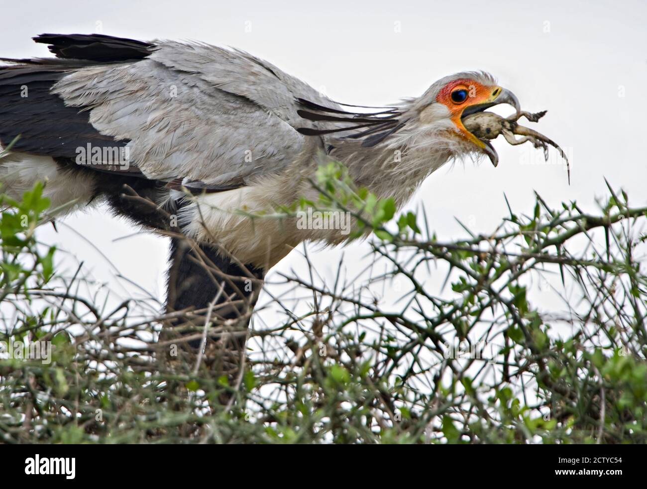 Secrétaire oiseau (Sagittaire serpentarius) se nourrissant d'un lézard, Tanzanie Banque D'Images